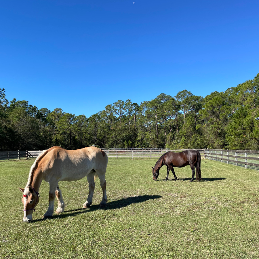 Equine Therapy Orlando
