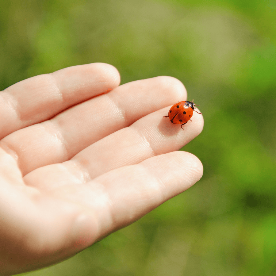 Ladybug HMH Counseling, Orlando, FL Sharing Circle 
