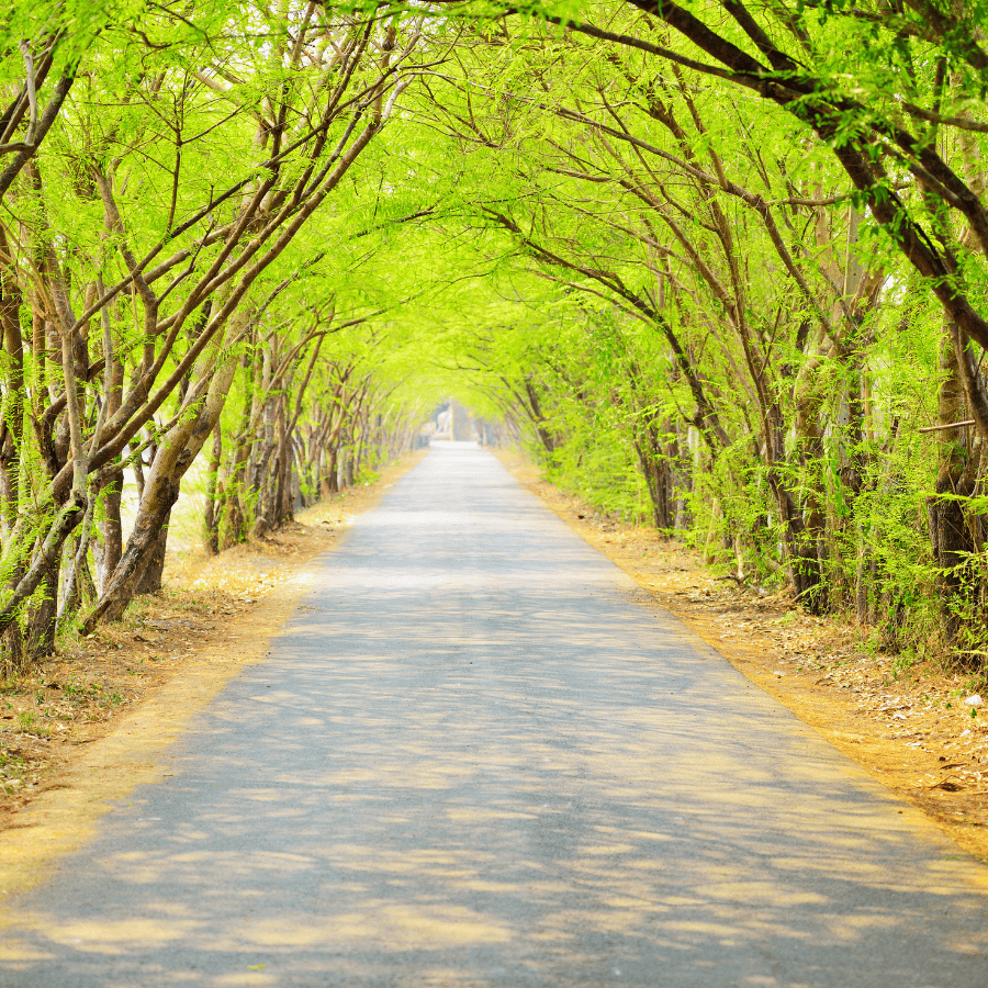 Your holistic mental health journey, beautiful tree lined road, representing holistic mental health counseling, orlando fl