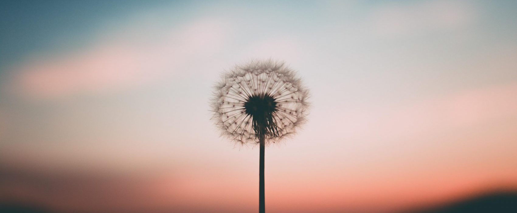 Dandelion against a dusky sky, nature at twilight