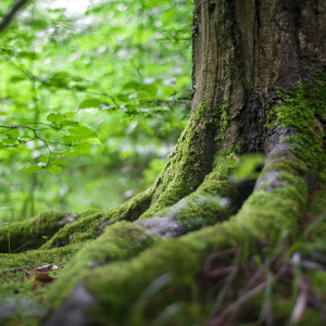 A beautiful tree trunk with roots illustrating HMH Counseling approach to exploring root causes of anxiety. 